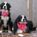 Morss Valentine Pups